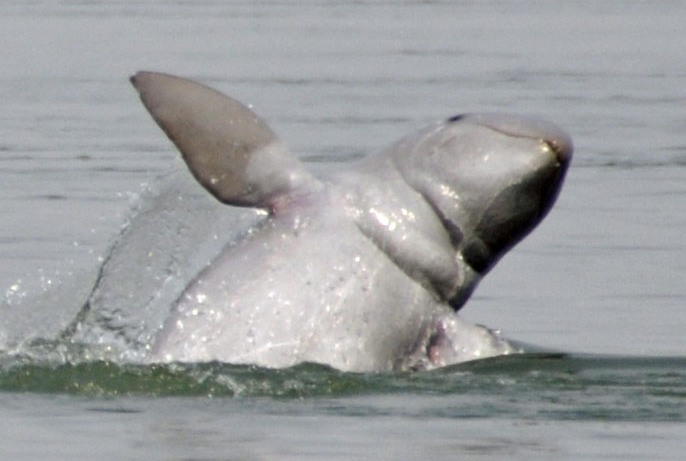 winkender Mekong-Delfin